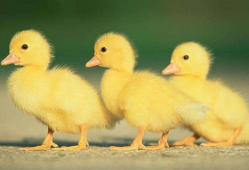 吃瓜爆料小黄鸭图片高清,吃瓜爆料小黄鸭图片背后的故事